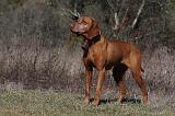 VIZSLA poil court 207